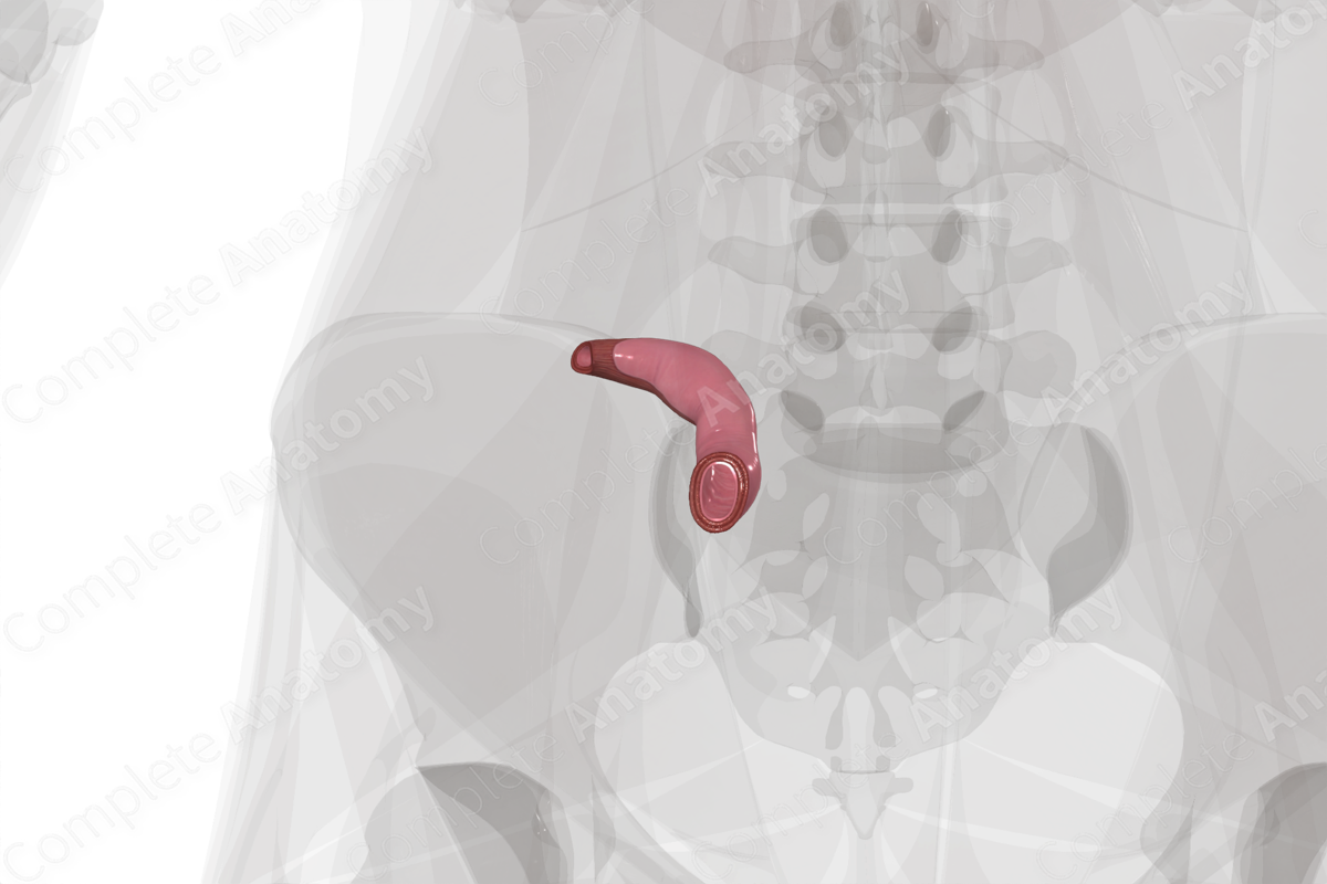 Terminal Ileum Complete Anatomy