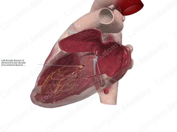 Left Bundle Branch of Atrioventricular Bundle