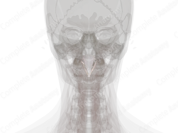 Median Atlantoaxial Joint