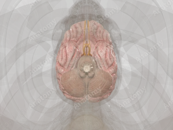 Brain