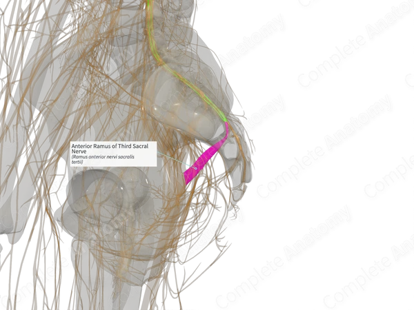 Anterior Ramus of Third Sacral Nerve (Left)