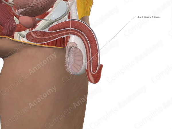 Lobules of Testis (Medial Part; Right)