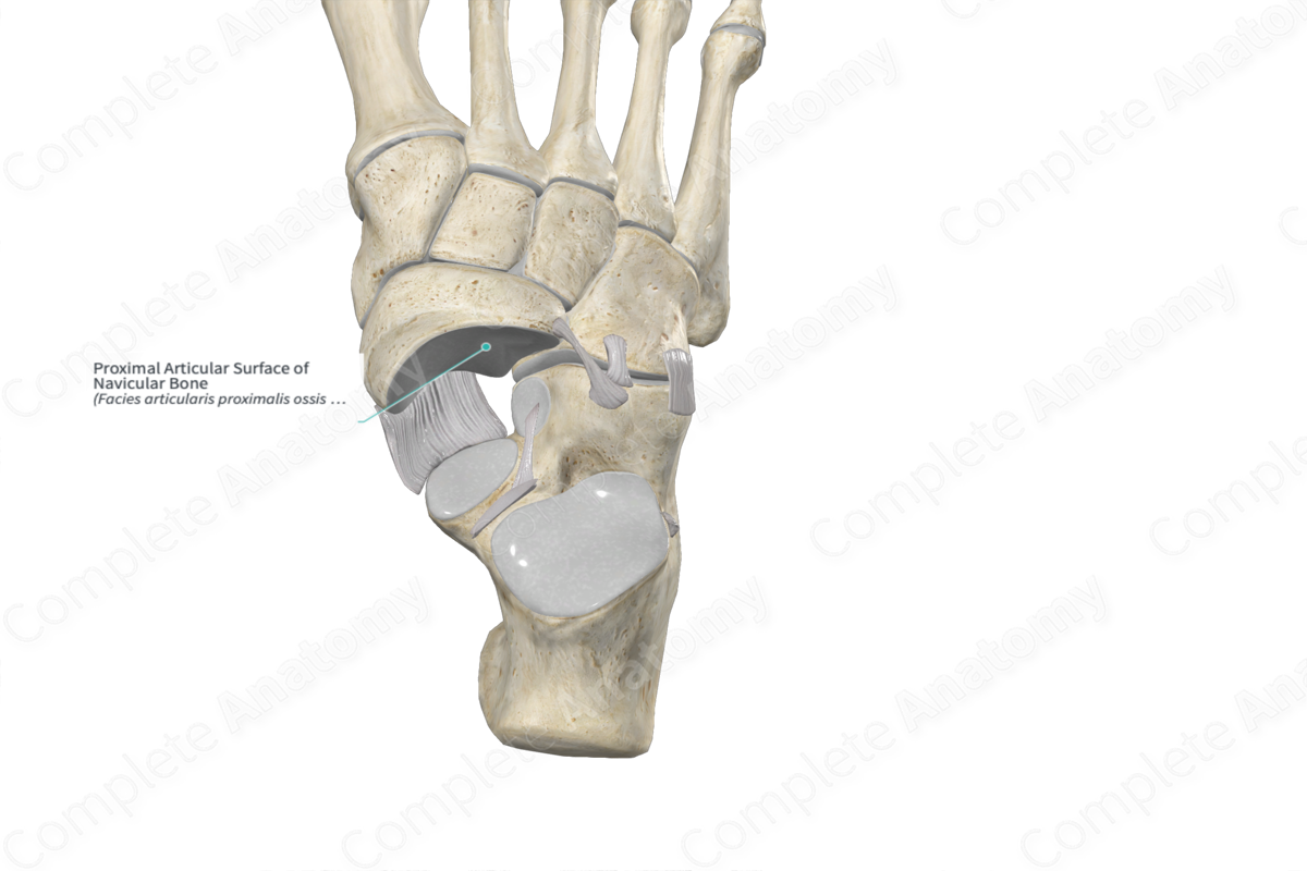 Proximal Articular Surface of Navicular Bone 