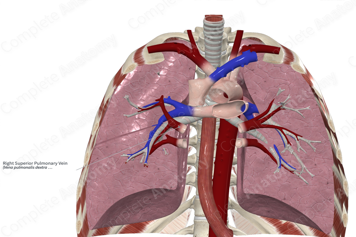 Right Superior Pulmonary Vein