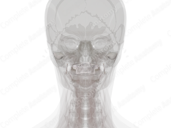 Cranial Synovial Joints