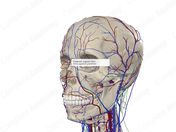 Posterior Jugular Vein 