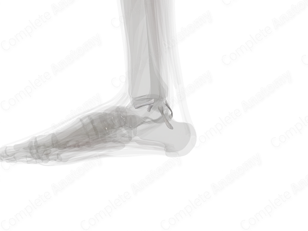 Lateral Collateral Ligament of Ankle (Left)