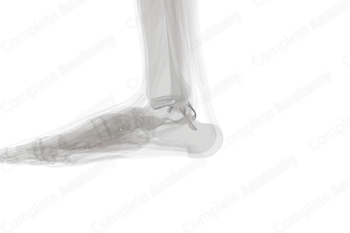 Lateral Collateral Ligament of Ankle (Left)