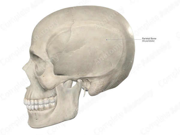 Parietal Bone 