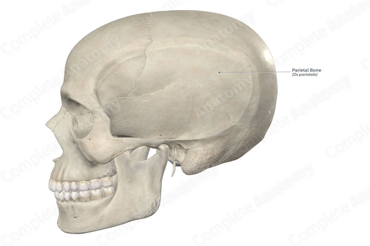 Parietal Bone 