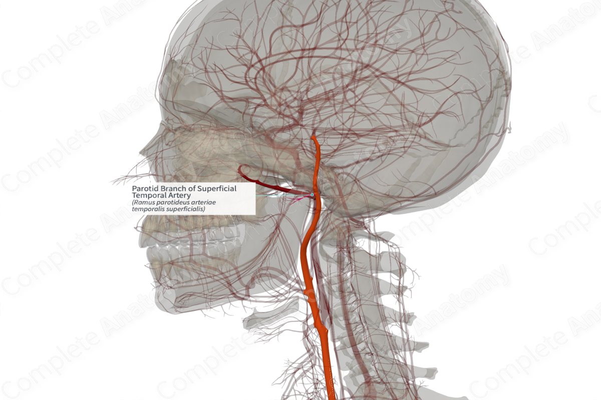 Parotid Branch of Superficial Temporal Artery (Left)