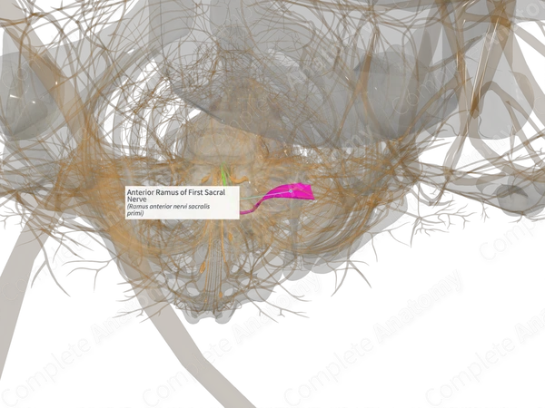 Anterior Ramus of First Sacral Nerve (Right)