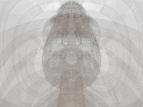 Cruciform Ligament