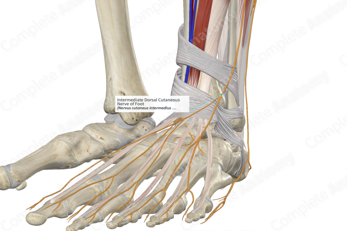 Intermediate Dorsal Cutaneous Nerve of Foot 