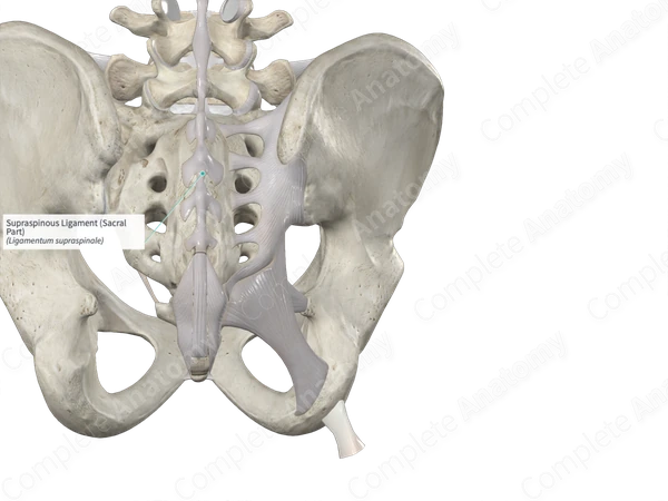 Supraspinous Ligament (Sacral Part)