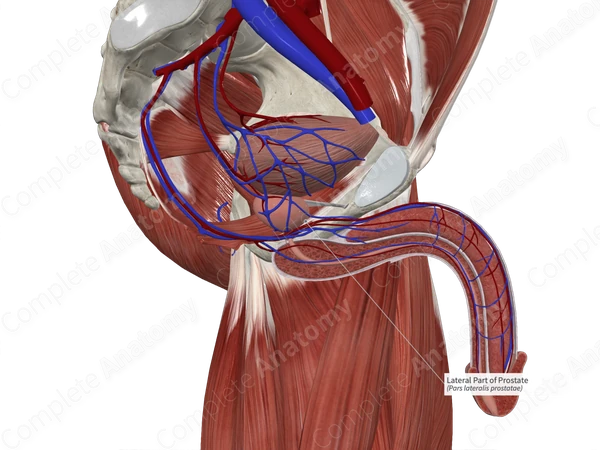 Lateral Part of Prostate 