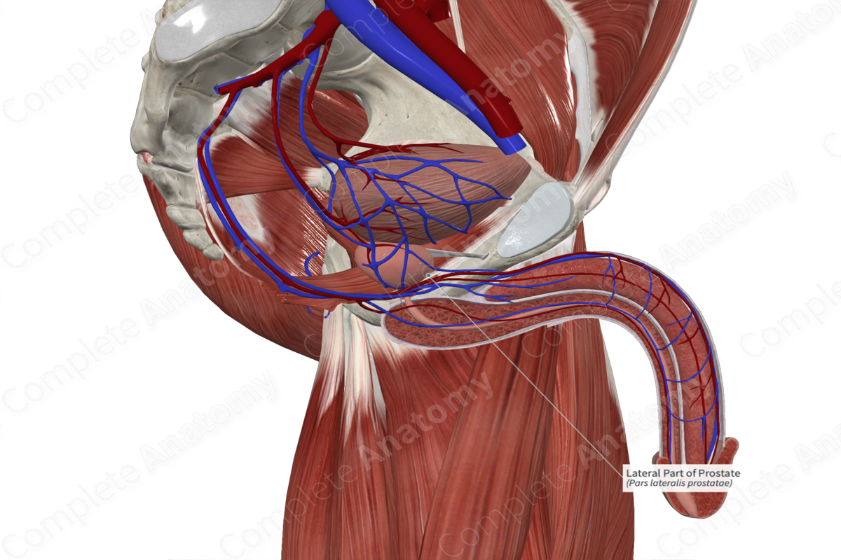Lateral Part of Prostate 
