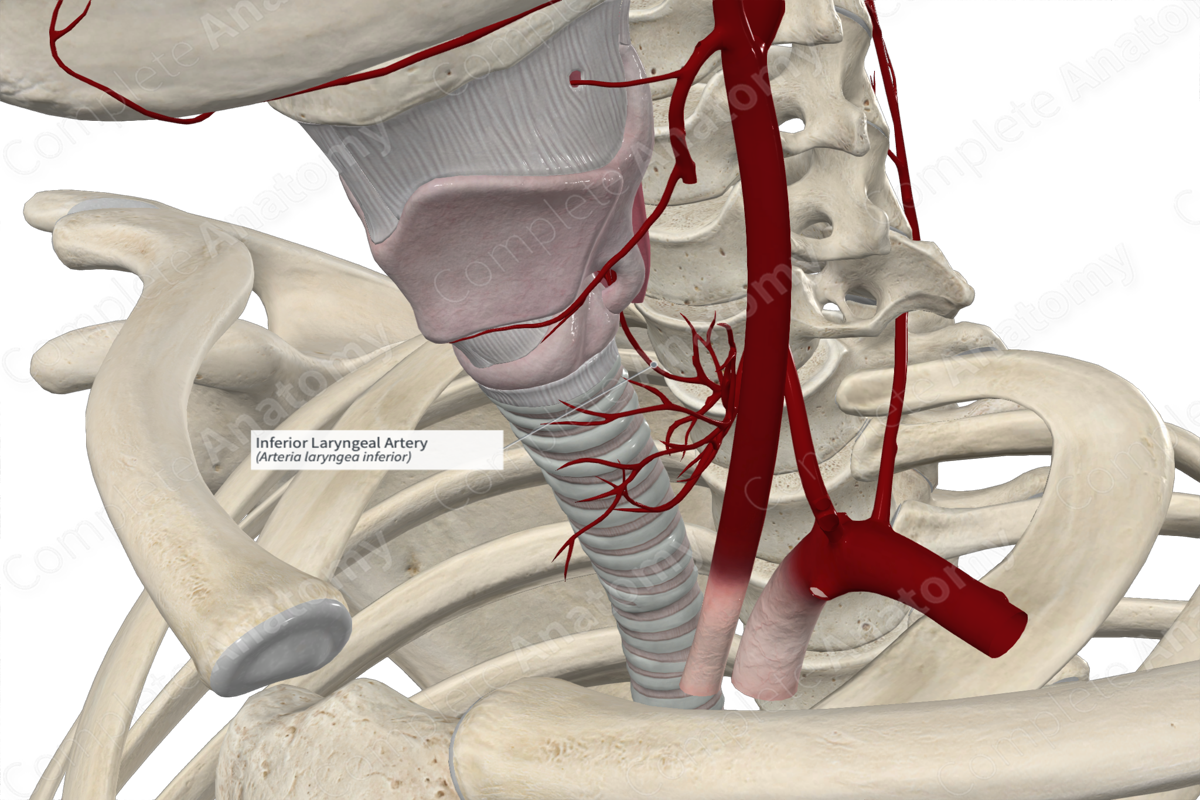 Inferior Laryngeal Artery 