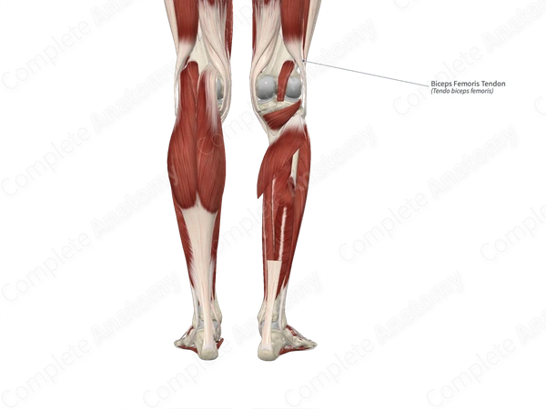 Biceps Femoris Tendon