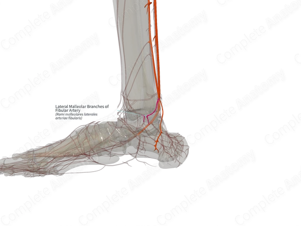 Lateral Malleolar Branches of Fibular Artery (Right)