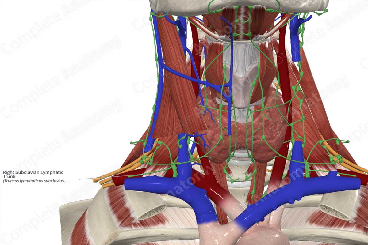 Right Subclavian Lymphatic Trunk
