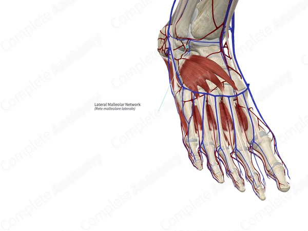 Lateral Malleolar Network