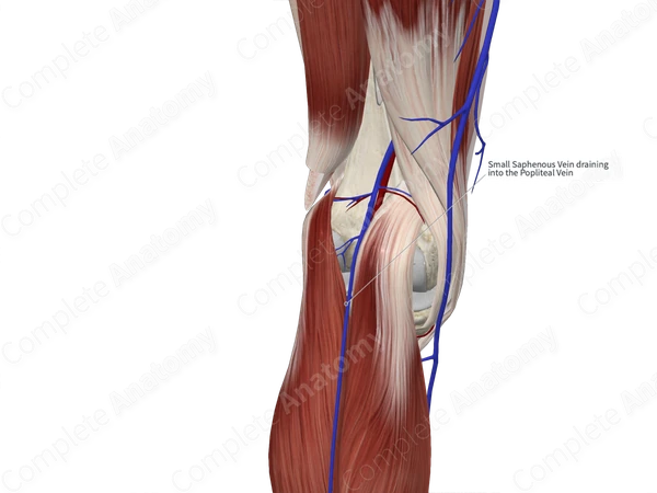 Small Saphenous Vein