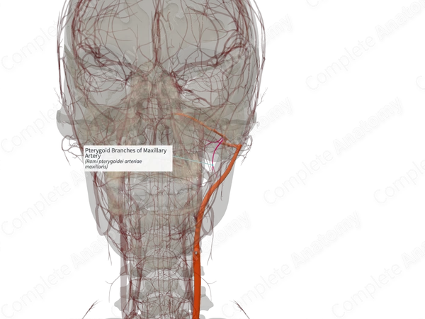 Pterygoid Branches of Maxillary Artery (Left)