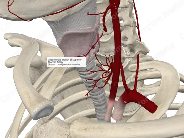 Cricothyroid Branch of Superior Thyroid Artery