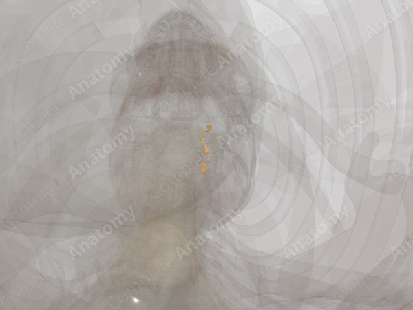 Sympathetic Trunk (Cervical; Left)