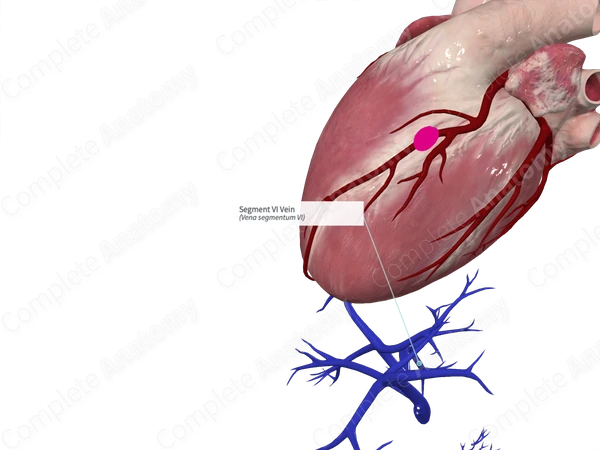 Segment VI Vein