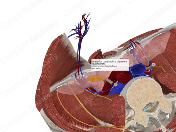 Posterior Longitudinal Ligament (Sacral Part)