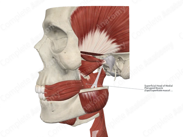 Superficial Head of Medial Pterygoid Muscle