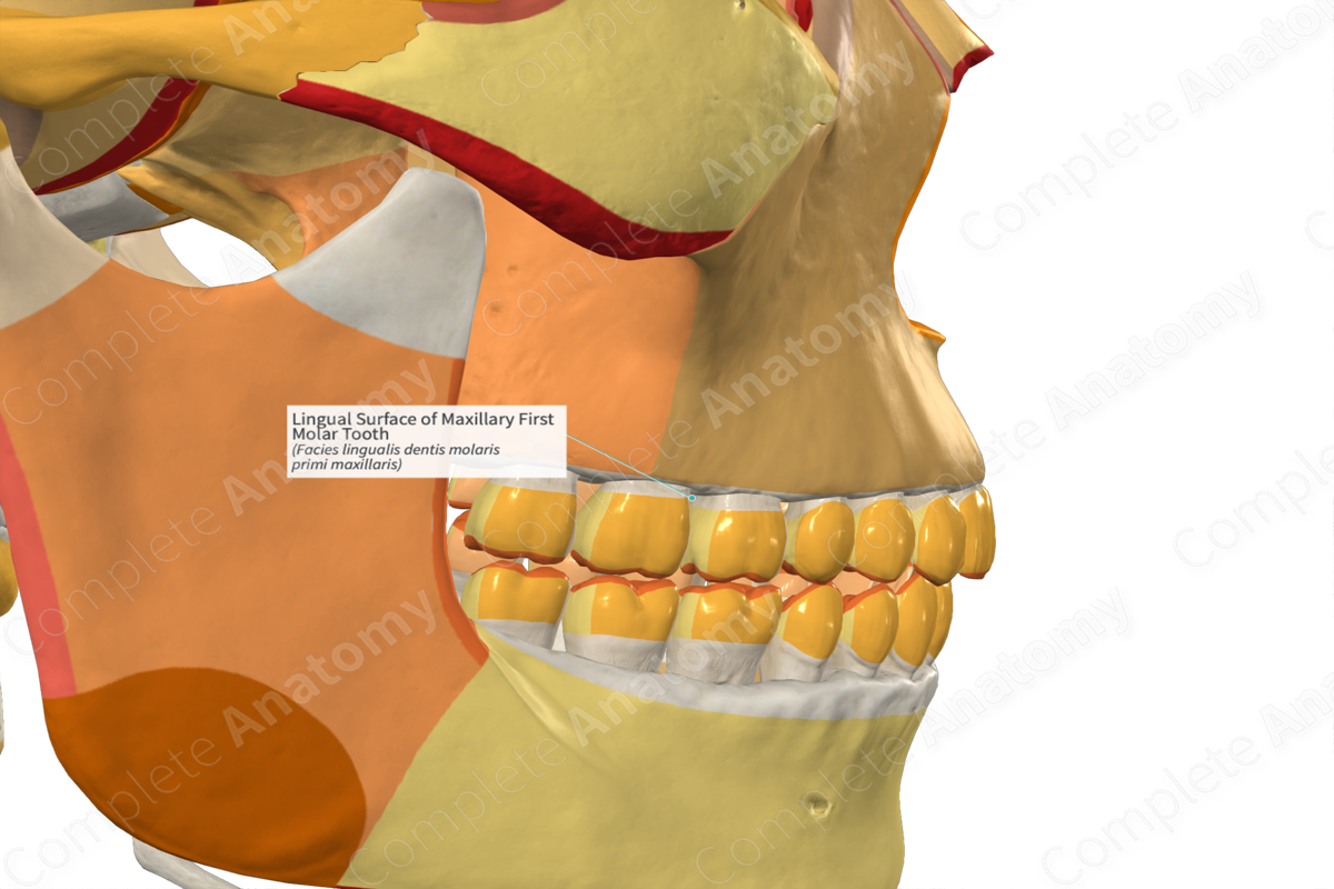 Lingual Surface of Maxillary First Molar Tooth