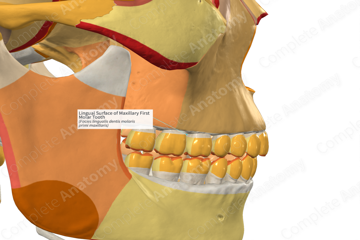 Lingual Surface of Maxillary First Molar Tooth Complete Anatomy