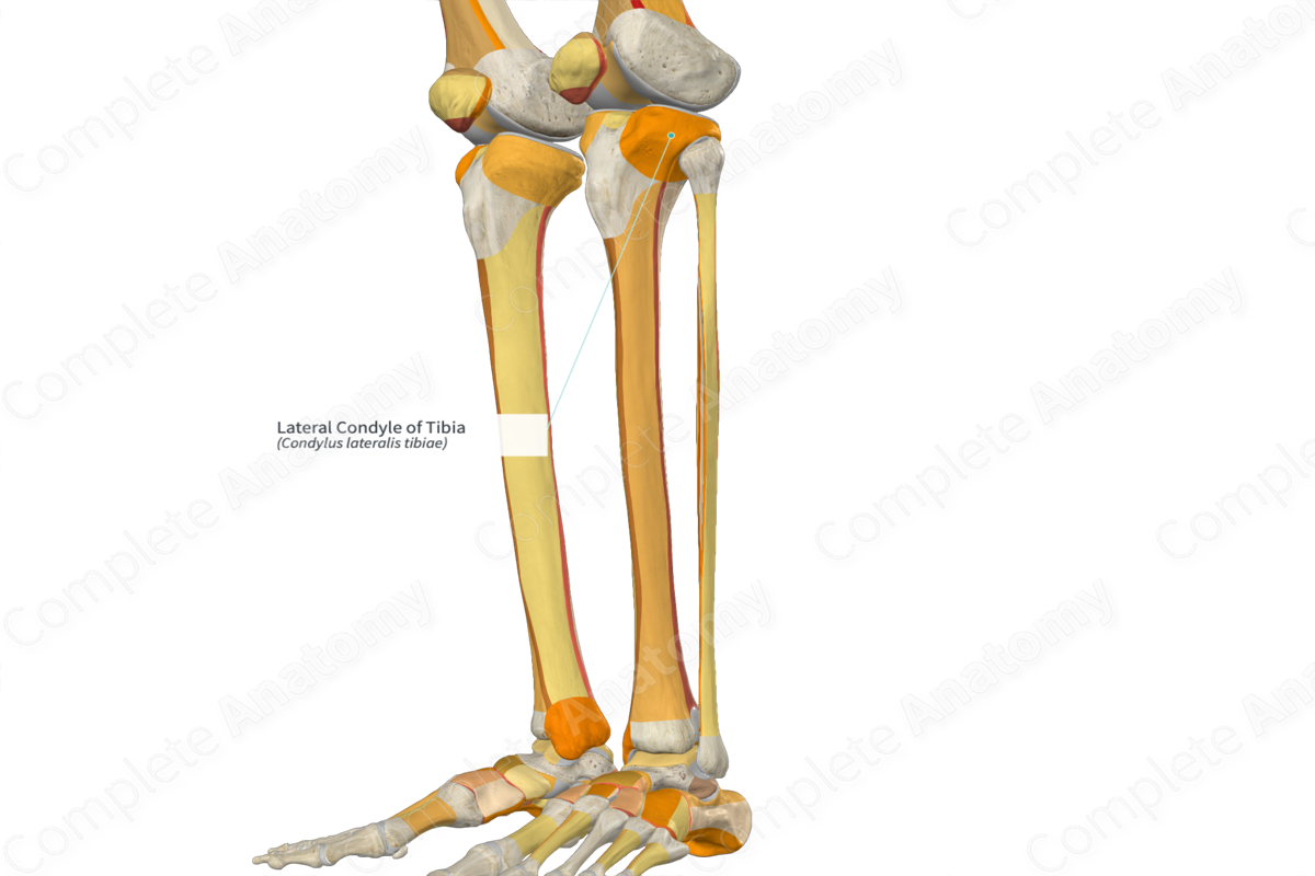 Lateral Condyle Of Tibia Complete Anatomy