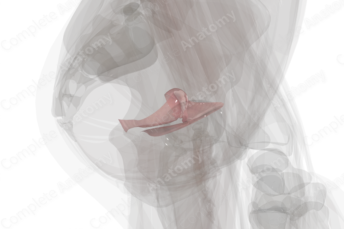 Broad Ligament of Uterus (Left)