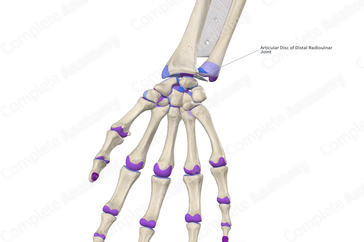 Articular Disc of Distal Radioulnar Joint Complete Anatomy