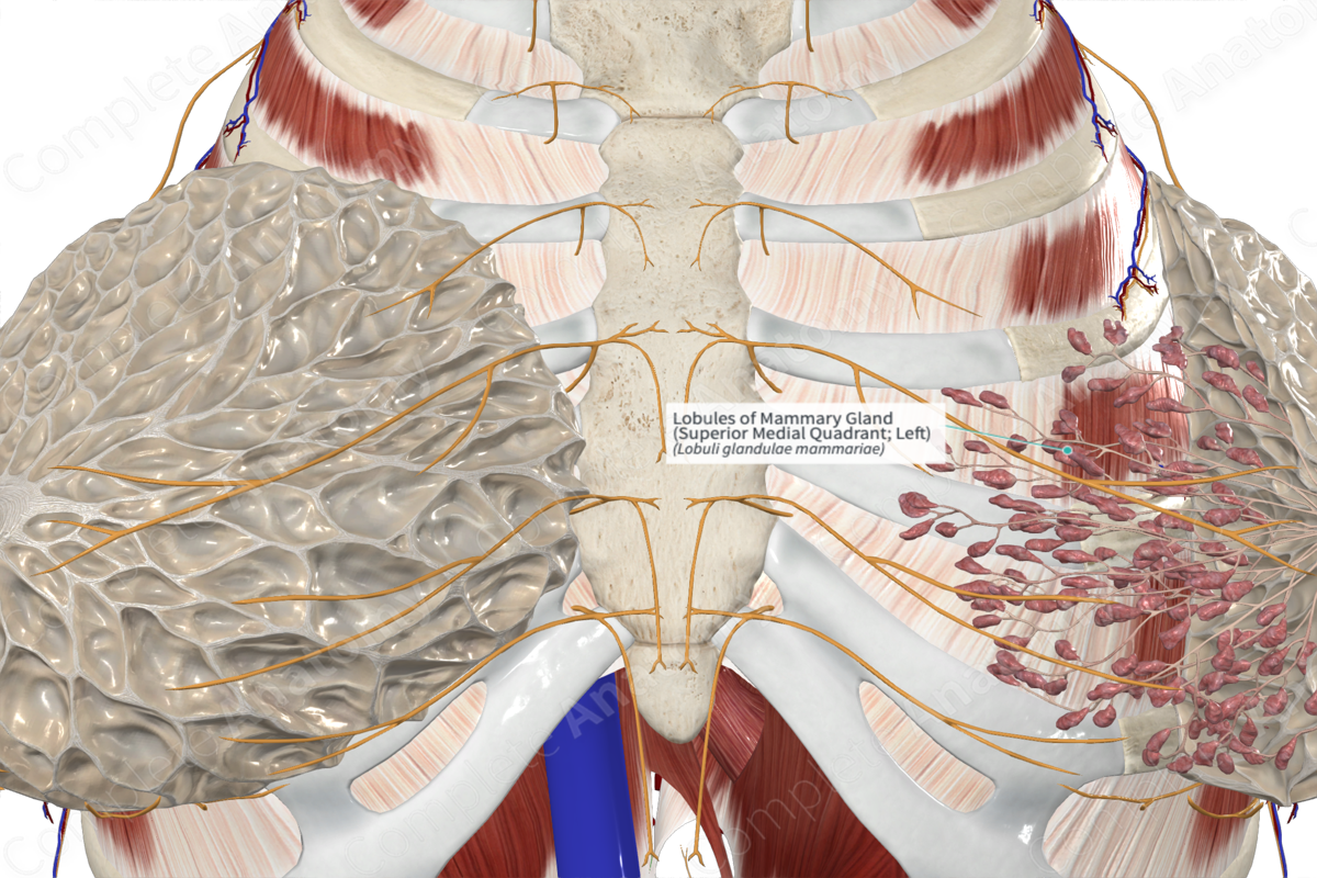 Lobules of Mammary Gland (Superior Medial Quadrant; Left)