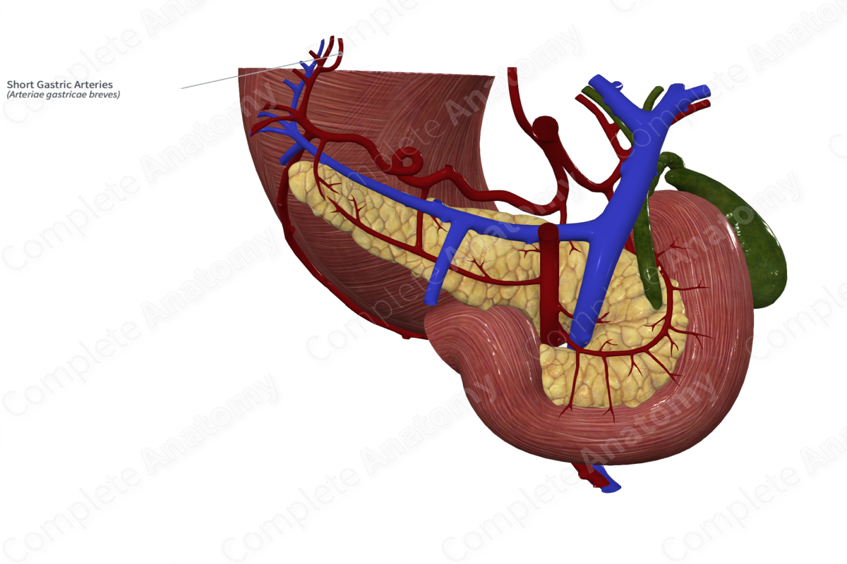 Short Gastric Arteries