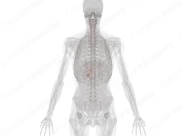 Craniosacral Part of Autonomic Division