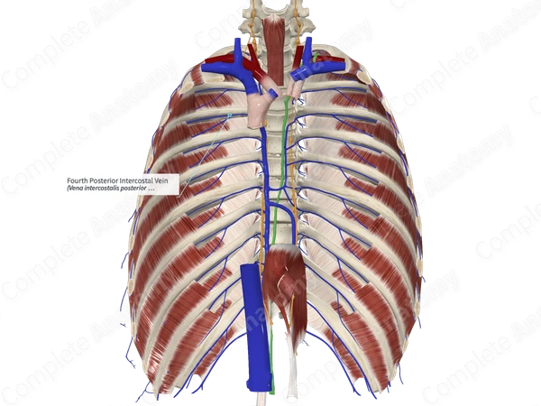 Fourth Posterior Intercostal Vein