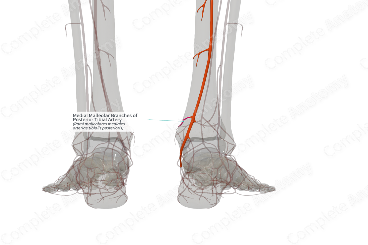Medial Malleolar Branches of Posterior Tibial Artery (Left)