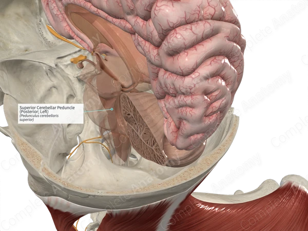 Superior Cerebellar Peduncle (Posterior; Left)