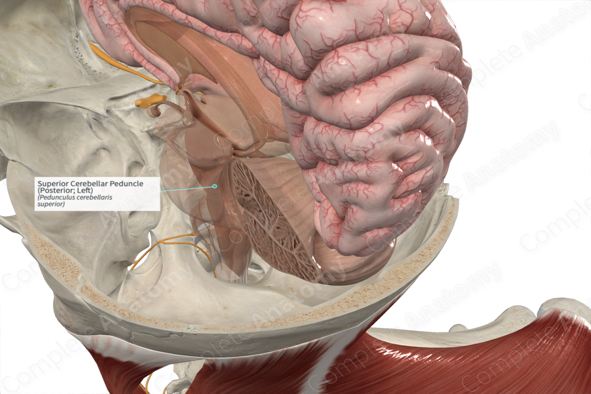 Superior Cerebellar Peduncle (Posterior; Left)