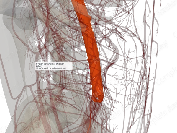 Ureteric Branch of Ovarian Artery (Right)