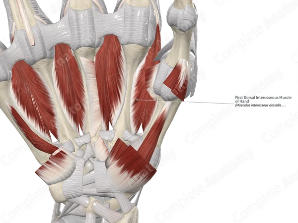 First Dorsal Interosseous Muscle of Hand 