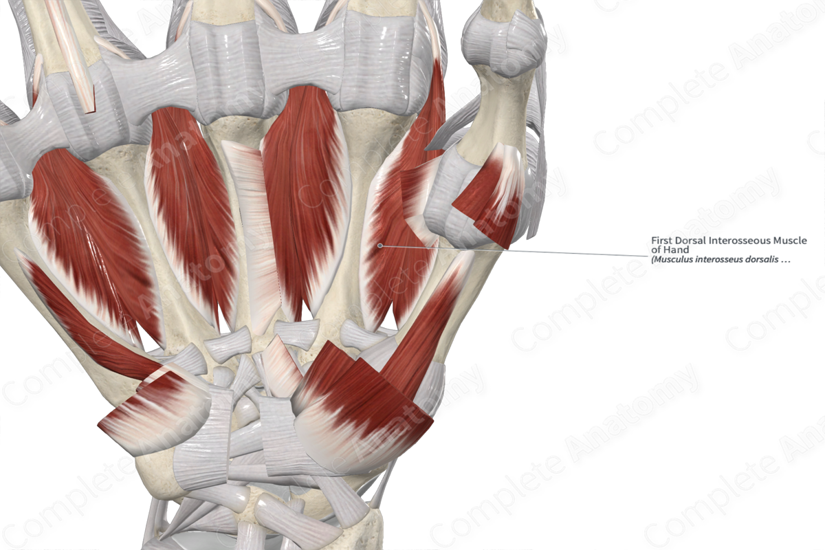 First Dorsal Interosseous Muscle of Hand 