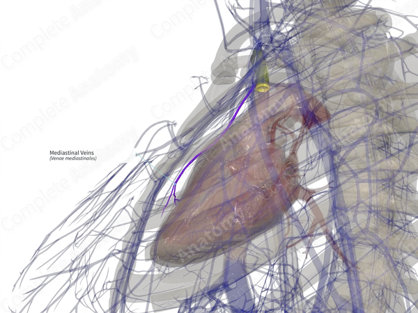 Mediastinal Veins (Right)