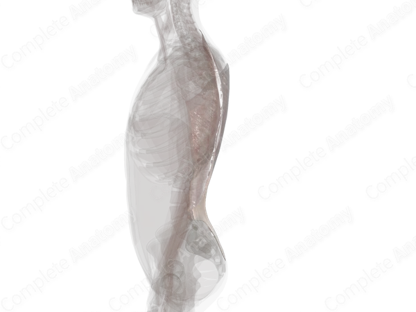 Fascia of Back